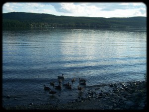 Carnards sur le bord du lac Méruimticook